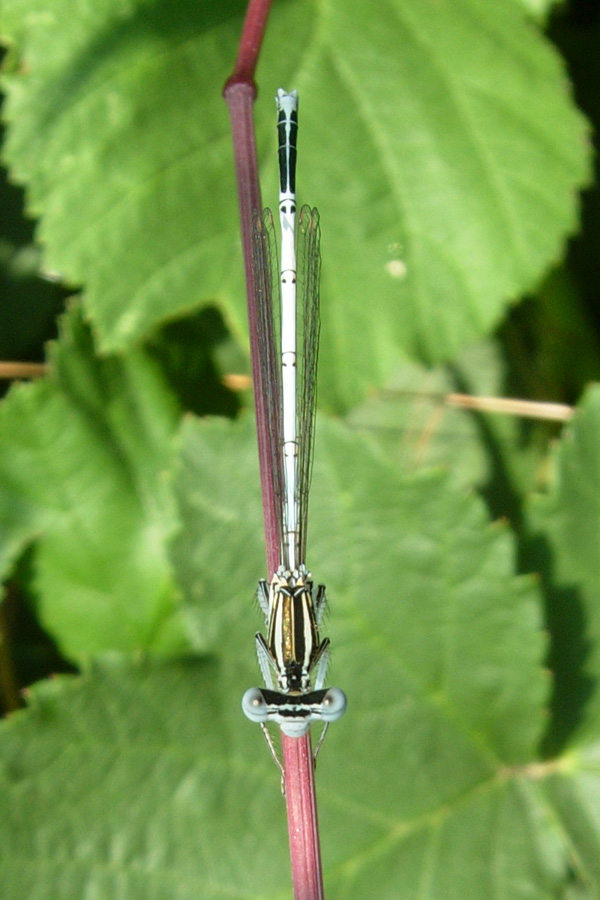 Tutte Platycnemis pennipes (Odonata, Platycnemididae)